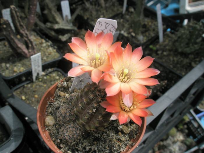 Rebutia pygmaea ellegantula - 20.05