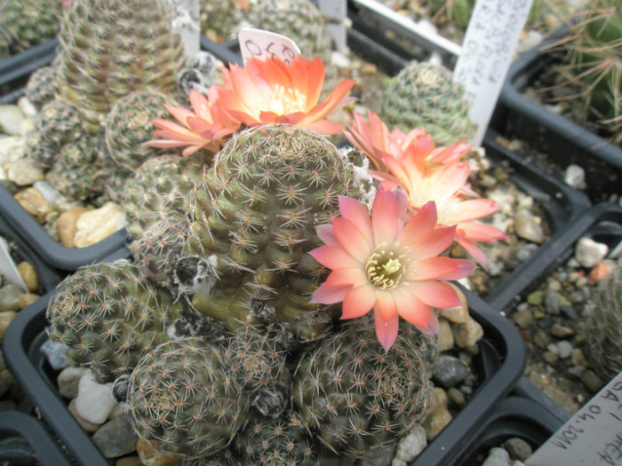 Rebutia pygmaea v. orurensis - 29.05 - Rebutia