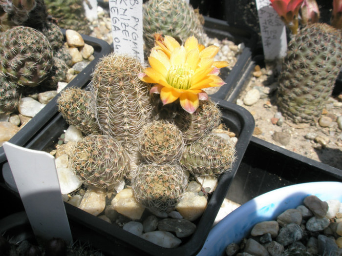 Rebutia pygmaea v. knizei - 03.06 - Rebutia