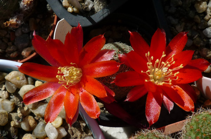 Rebutia heliosa v. solisiodes - flori - 07.06