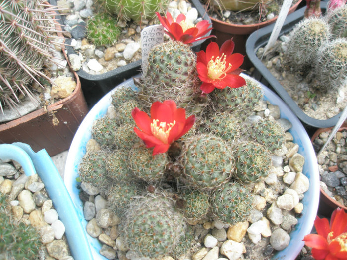 Rebutia spegazzianiana - 05.06 - Rebutia