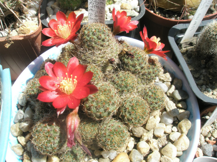 Rebutia spegazzianiana - 12.06 - Rebutia