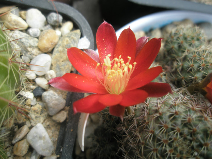 Rebutia spegazzianiana - floare