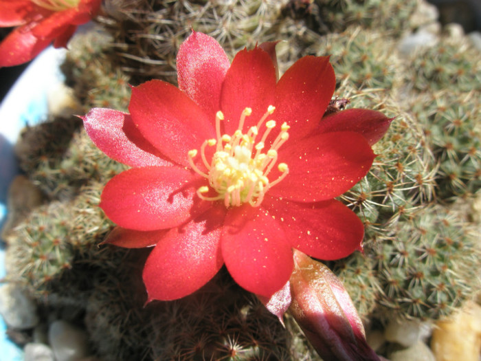 Rebutia spegazzianiana - floare 12.06