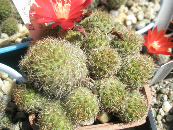 Rebutia wehhene - 12.06