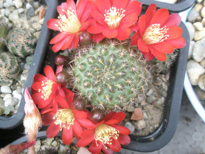 Rebutie neidentificata