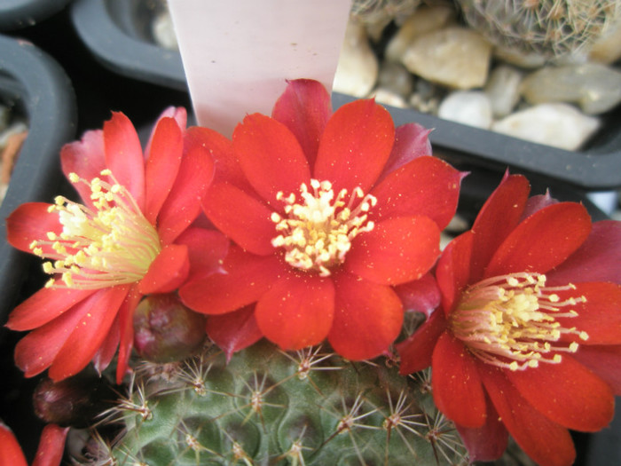 Rebutie neidentificata - flori