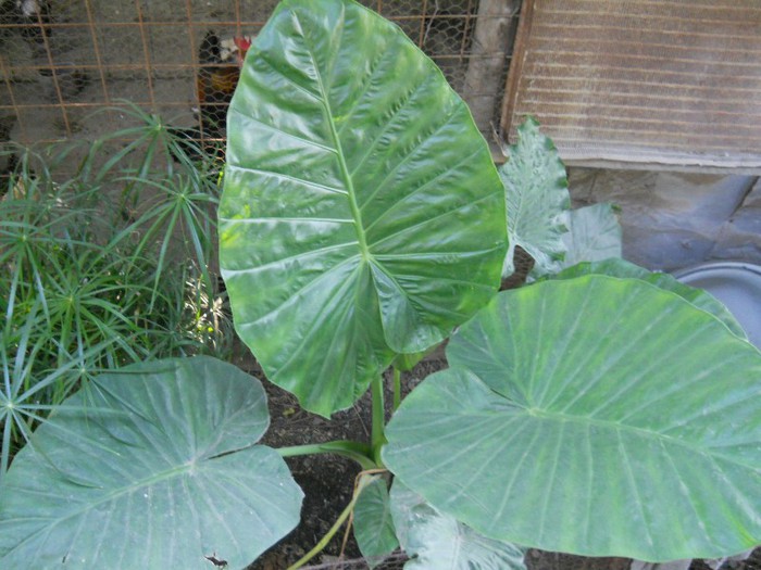 DSCN3032 - COLOCASIA