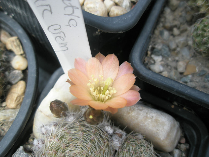 Rebutia - floarea crem