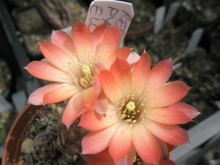 pygmaea v. ellegantula - flori - Rebutia