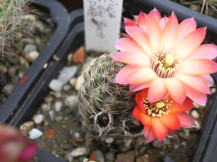 orurensis EH 8009 Oruro - 01.06