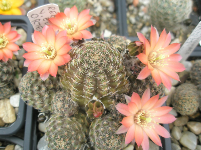 pygmaea v. ellegantula (Canon) - 02.06 - Rebutia