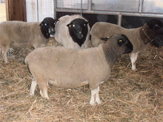 de vanzare 3 berbeci rasa curata