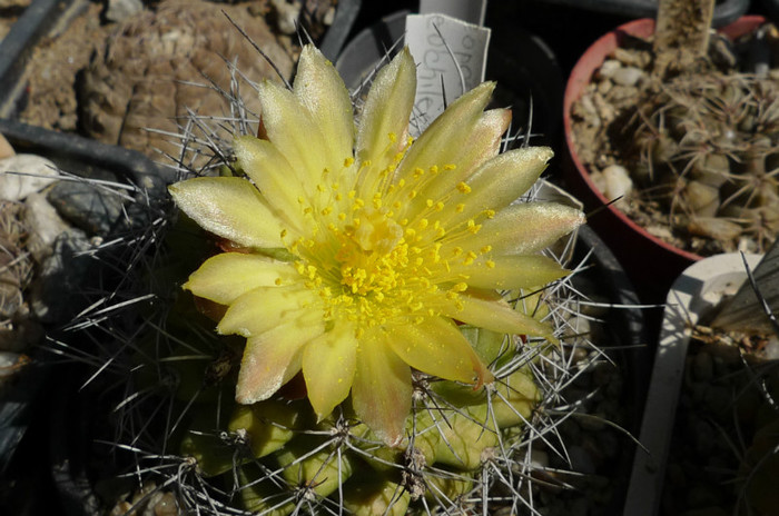 Neochilenia (Lucian) - 01.05.2012 - DIVERSE specii de cactusi