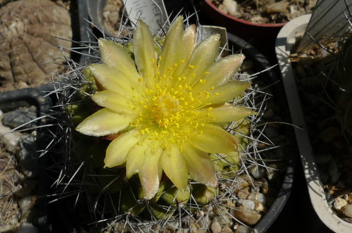 Neochilenia (Lucian) - floare - DIVERSE specii de cactusi