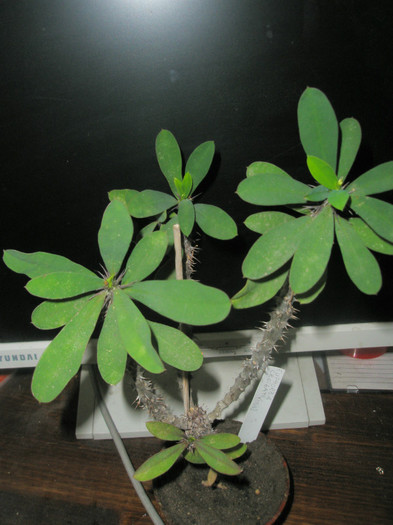 croizatii - frunzele din varf - Euphorbia 2012