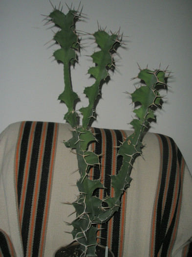 grandicornis - 05.02.2012 - Euphorbia 2012