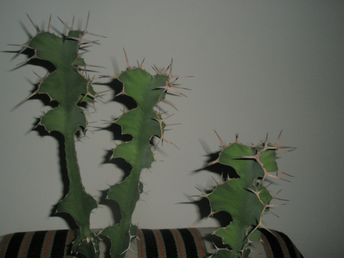 Euphorbia grandicornis - varfurile - Euphorbia 2012