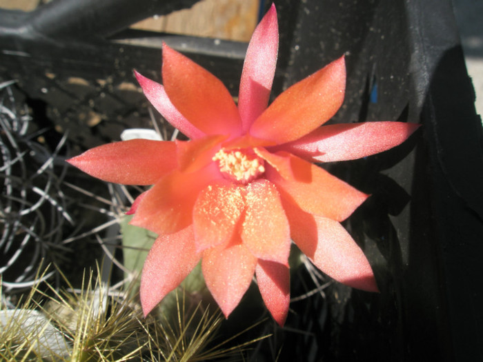 Matucana madisoniorum - flore 03.06 - DIVERSE specii de cactusi