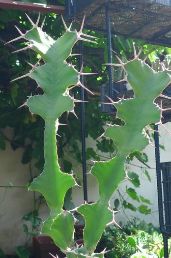 grandicornis - varful plantei - Euphorbia 2012