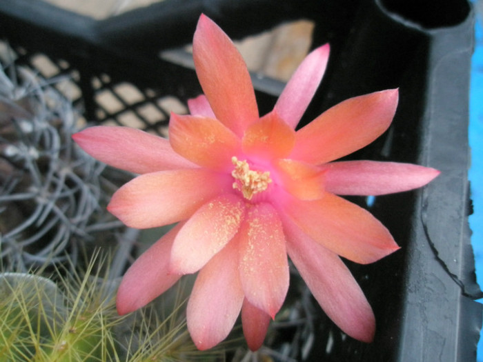 Matucana madisoniorum - floare - DIVERSE specii de cactusi