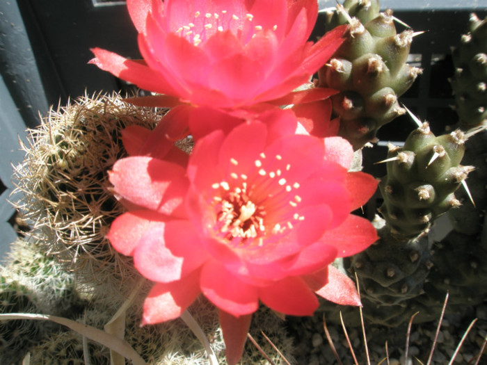 Matucana hayneii - floare - DIVERSE specii de cactusi