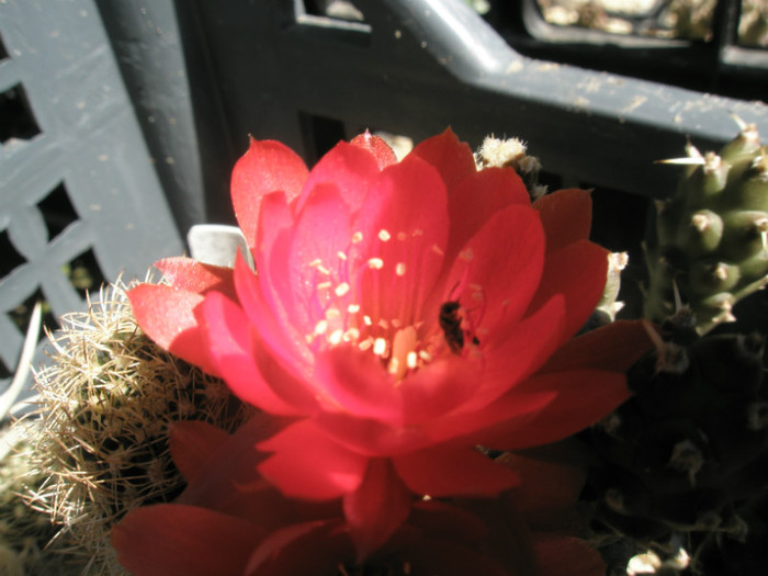 Matucana hayneii - floare cu vizitator - DIVERSE specii de cactusi
