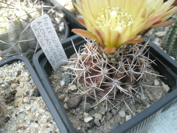 Horridocactus aconcaguensis - 21.06