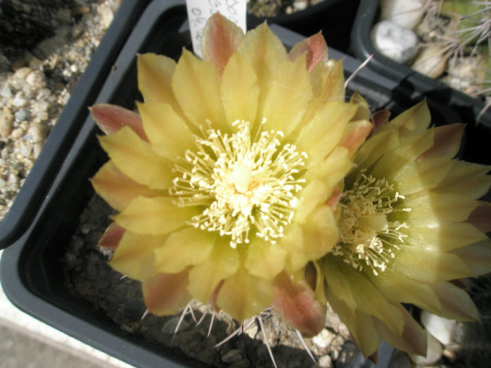 Horridocactus aconcaguensis - detaliu floare - DIVERSE specii de cactusi