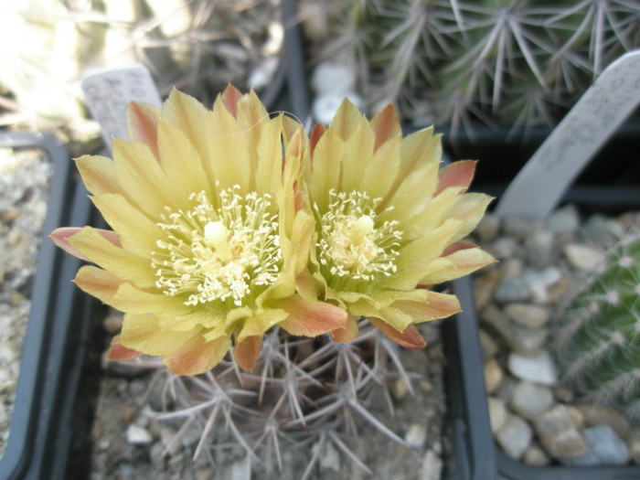 Horridocactus aconcaguensis - flori - DIVERSE specii de cactusi