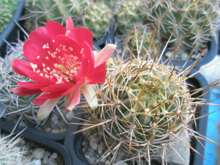Lobivia cu floare - 22.06 - DIVERSE specii de cactusi