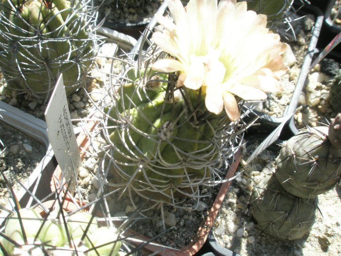 Neochilenia paucicostata - 20.06 - DIVERSE specii de cactusi