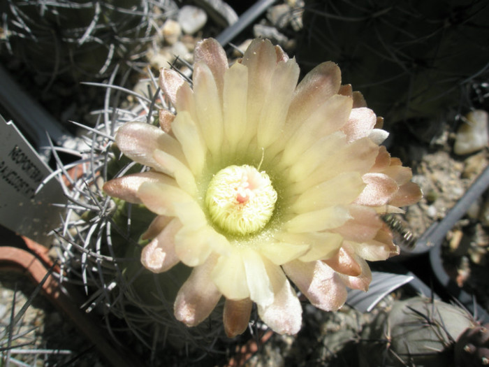 Neochilenia paucicostata - floare - DIVERSE specii de cactusi