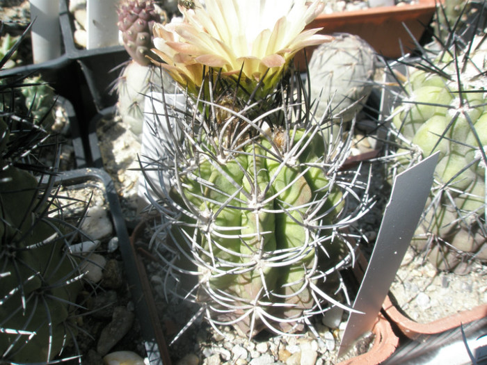 Neochilenia paucicostata - pentru identificare - DIVERSE specii de cactusi