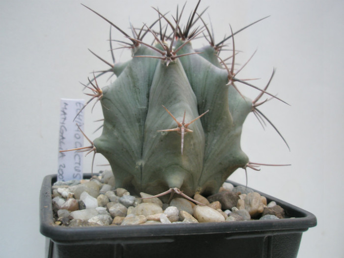 Echinocactus - de identificat - DIVERSE specii de cactusi