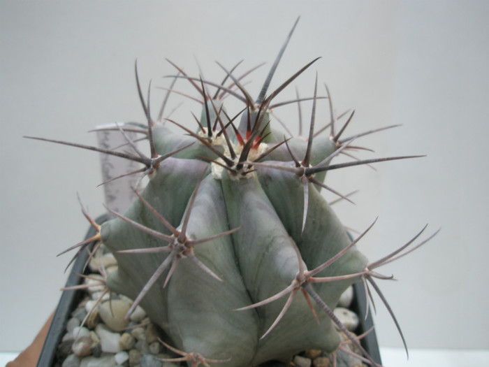Echinocactus - varful - DIVERSE specii de cactusi