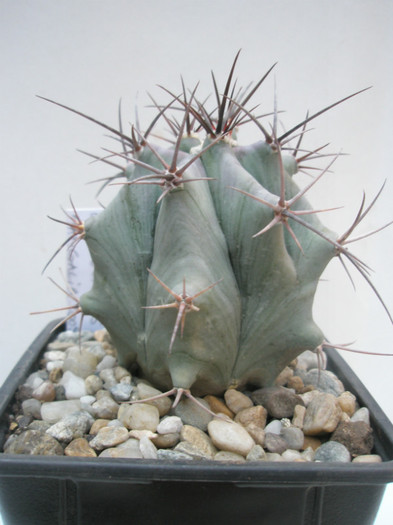 Echinocactus de identificat - DIVERSE specii de cactusi