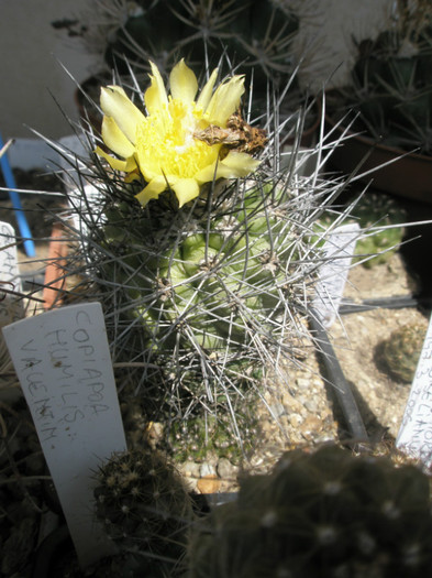 Copiapoa Liviutz - 19.08 - DIVERSE specii de cactusi