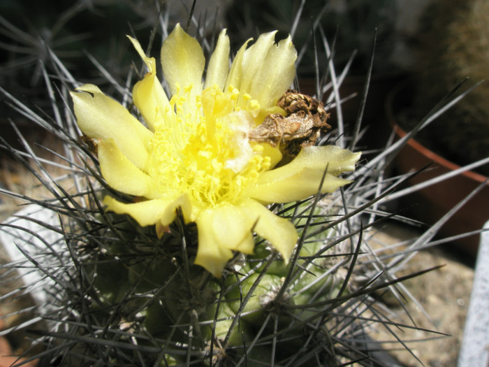 Copiapoa Liviutz - floare