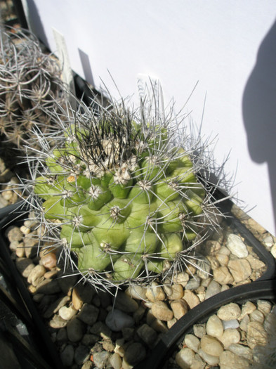 Neochilenia hankeana - Lucian 2008, de la Dag din 2005 - DIVERSE specii de cactusi