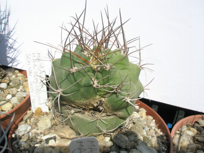 Neochilenia madisoniorum - sem Valentin 2005, rana din 2008 - DIVERSE specii de cactusi