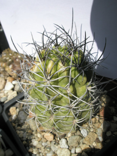 Neochilenia necunoscuta - Ideea 2008 - DIVERSE specii de cactusi