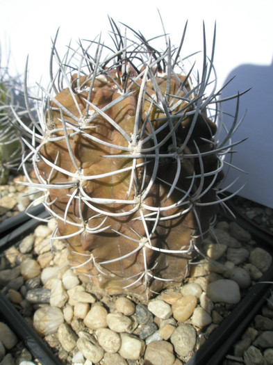 Neochilenia necunoscuta - Seghet 2009 - DIVERSE specii de cactusi