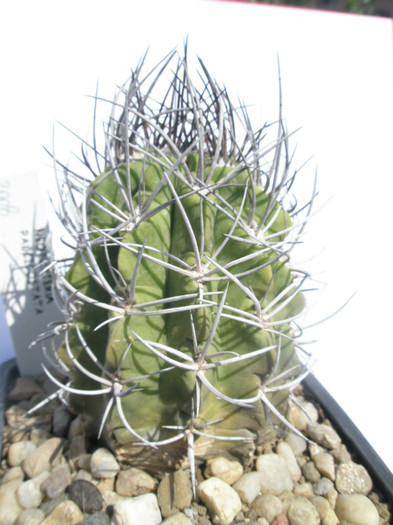 Neochilenia paucicostata - Ideea 2008, dar oare la fel cu cealalata - DIVERSE specii de cactusi