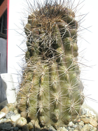 Neochinenia fusca (oare) - Brico 2008 - DIVERSE specii de cactusi