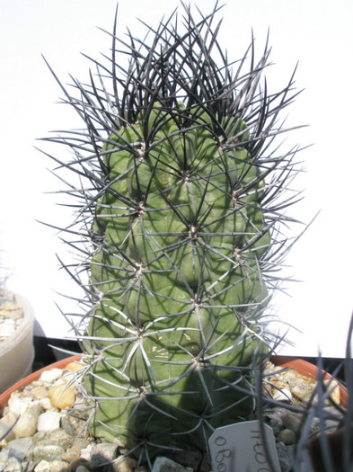 Neochinenila paucicostata - Ideea 2008 - DIVERSE specii de cactusi