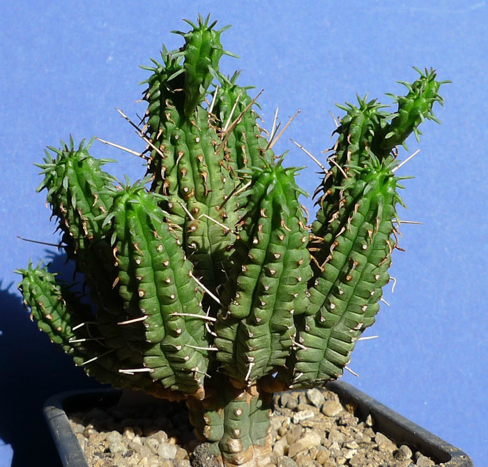 mamillaris - detaliu - Euphorbia 2012