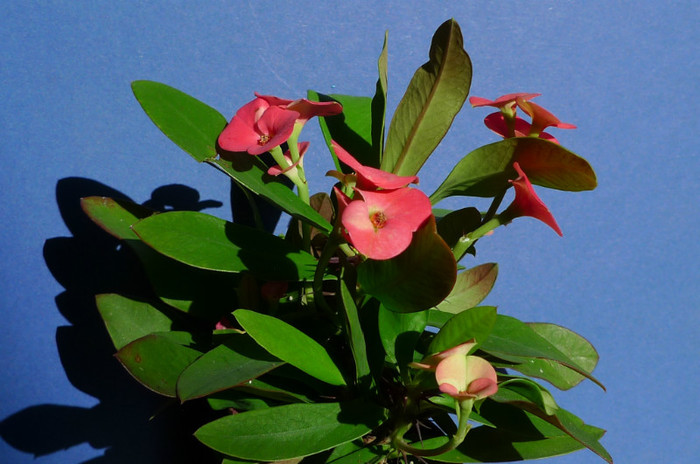 milli - flori - Euphorbia 2012