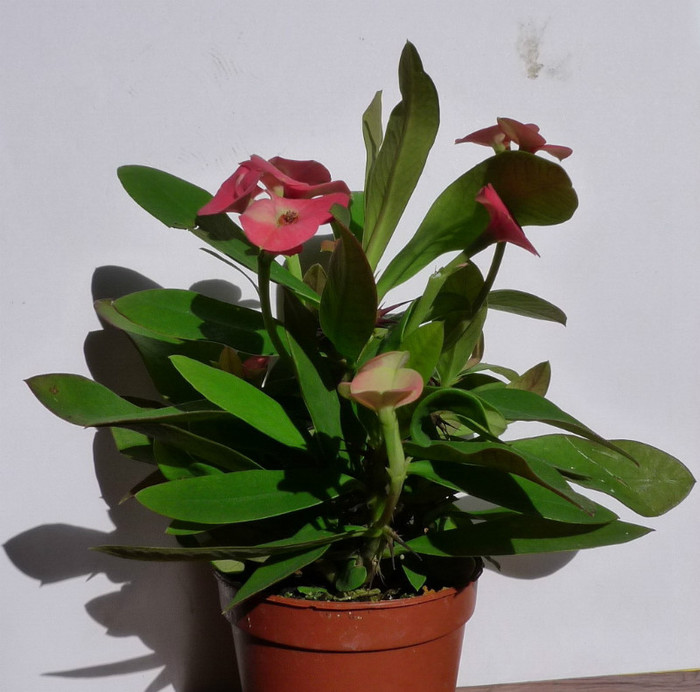 milli pitica 2 - 25.09 - Euphorbia 2012