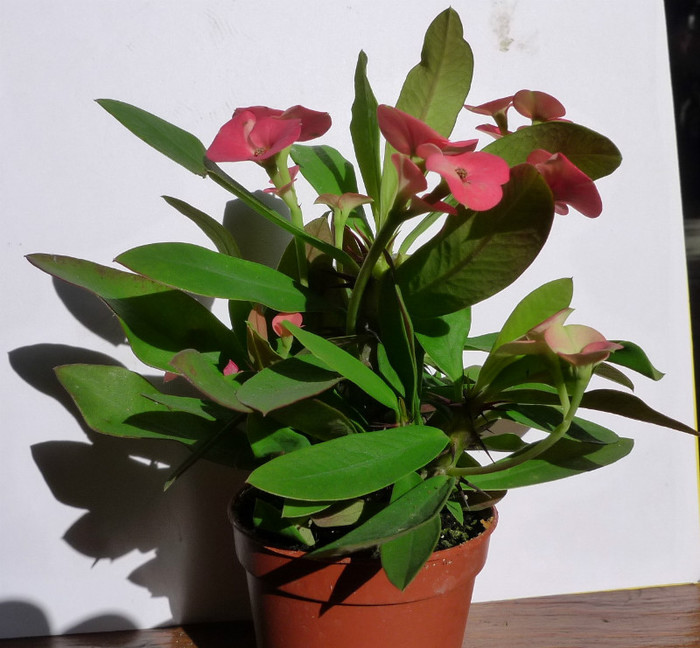 milli pitica - Euphorbia 2012